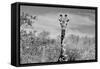 Awesome South Africa Collection B&W - Giraffe Portraits II-Philippe Hugonnard-Framed Stretched Canvas