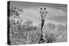 Awesome South Africa Collection B&W - Giraffe Portraits II-Philippe Hugonnard-Stretched Canvas