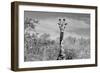 Awesome South Africa Collection B&W - Giraffe Portraits II-Philippe Hugonnard-Framed Photographic Print