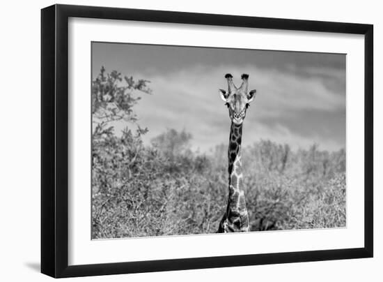 Awesome South Africa Collection B&W - Giraffe Portraits II-Philippe Hugonnard-Framed Photographic Print