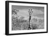 Awesome South Africa Collection B&W - Giraffe Portraits II-Philippe Hugonnard-Framed Photographic Print