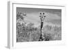 Awesome South Africa Collection B&W - Giraffe Portraits II-Philippe Hugonnard-Framed Photographic Print