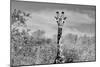Awesome South Africa Collection B&W - Giraffe Portraits II-Philippe Hugonnard-Mounted Photographic Print