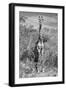 Awesome South Africa Collection B&W - Giraffe Portraits-Philippe Hugonnard-Framed Photographic Print