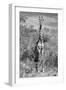 Awesome South Africa Collection B&W - Giraffe Portraits-Philippe Hugonnard-Framed Photographic Print