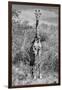 Awesome South Africa Collection B&W - Giraffe Portraits-Philippe Hugonnard-Framed Photographic Print