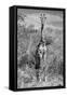 Awesome South Africa Collection B&W - Giraffe Portraits-Philippe Hugonnard-Framed Stretched Canvas