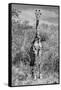 Awesome South Africa Collection B&W - Giraffe Portraits-Philippe Hugonnard-Framed Stretched Canvas