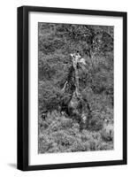 Awesome South Africa Collection B&W - Giraffe-Philippe Hugonnard-Framed Photographic Print