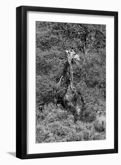 Awesome South Africa Collection B&W - Giraffe-Philippe Hugonnard-Framed Photographic Print