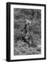 Awesome South Africa Collection B&W - Giraffe-Philippe Hugonnard-Framed Photographic Print