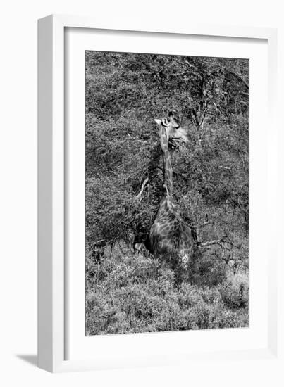 Awesome South Africa Collection B&W - Giraffe-Philippe Hugonnard-Framed Photographic Print