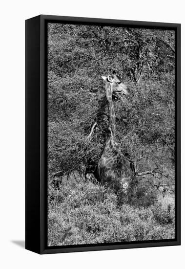 Awesome South Africa Collection B&W - Giraffe-Philippe Hugonnard-Framed Stretched Canvas
