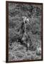 Awesome South Africa Collection B&W - Giraffe-Philippe Hugonnard-Framed Photographic Print