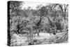 Awesome South Africa Collection B&W - Giraffes and Zebras in the Savanna-Philippe Hugonnard-Stretched Canvas