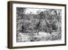 Awesome South Africa Collection B&W - Giraffes and Zebras in the Savanna-Philippe Hugonnard-Framed Photographic Print