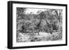 Awesome South Africa Collection B&W - Giraffes and Zebras in the Savanna-Philippe Hugonnard-Framed Photographic Print