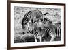 Awesome South Africa Collection B&W - Group of Common Zebras-Philippe Hugonnard-Framed Photographic Print