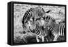 Awesome South Africa Collection B&W - Group of Common Zebras-Philippe Hugonnard-Framed Stretched Canvas