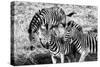 Awesome South Africa Collection B&W - Group of Common Zebras-Philippe Hugonnard-Stretched Canvas