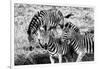 Awesome South Africa Collection B&W - Group of Common Zebras-Philippe Hugonnard-Framed Photographic Print