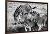 Awesome South Africa Collection B&W - Group of Common Zebras-Philippe Hugonnard-Framed Photographic Print