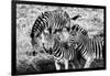 Awesome South Africa Collection B&W - Group of Common Zebras-Philippe Hugonnard-Framed Photographic Print