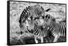 Awesome South Africa Collection B&W - Group of Common Zebras-Philippe Hugonnard-Framed Stretched Canvas