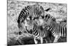 Awesome South Africa Collection B&W - Group of Common Zebras-Philippe Hugonnard-Mounted Photographic Print