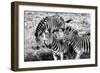 Awesome South Africa Collection B&W - Group of Common Zebras-Philippe Hugonnard-Framed Photographic Print