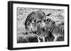 Awesome South Africa Collection B&W - Group of Common Zebras-Philippe Hugonnard-Framed Photographic Print