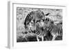 Awesome South Africa Collection B&W - Group of Common Zebras-Philippe Hugonnard-Framed Photographic Print