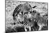 Awesome South Africa Collection B&W - Group of Common Zebras-Philippe Hugonnard-Mounted Photographic Print