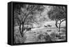 Awesome South Africa Collection B&W - Herd of Zebras in the Savannah-Philippe Hugonnard-Framed Stretched Canvas