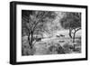 Awesome South Africa Collection B&W - Herd of Zebras in the Savannah-Philippe Hugonnard-Framed Photographic Print