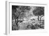 Awesome South Africa Collection B&W - Herd of Zebras in the Savannah-Philippe Hugonnard-Framed Photographic Print