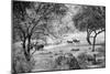 Awesome South Africa Collection B&W - Herd of Zebras in the Savannah-Philippe Hugonnard-Mounted Photographic Print