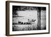 Awesome South Africa Collection B&W - Herds of Zebras and Cape Buffalos-Philippe Hugonnard-Framed Photographic Print