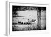 Awesome South Africa Collection B&W - Herds of Zebras and Cape Buffalos-Philippe Hugonnard-Framed Photographic Print