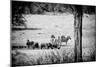 Awesome South Africa Collection B&W - Herds of Zebras and Cape Buffalos-Philippe Hugonnard-Mounted Photographic Print