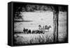 Awesome South Africa Collection B&W - Herds of Zebras and Cape Buffalos-Philippe Hugonnard-Framed Stretched Canvas