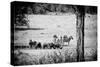 Awesome South Africa Collection B&W - Herds of Zebras and Cape Buffalos-Philippe Hugonnard-Stretched Canvas