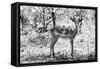 Awesome South Africa Collection B&W - Impala Antelope Portrait-Philippe Hugonnard-Framed Stretched Canvas