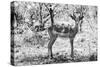 Awesome South Africa Collection B&W - Impala Antelope Portrait-Philippe Hugonnard-Stretched Canvas