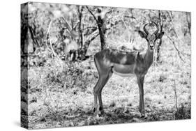 Awesome South Africa Collection B&W - Impala Antelope Portrait-Philippe Hugonnard-Stretched Canvas