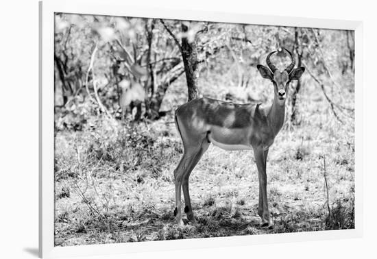 Awesome South Africa Collection B&W - Impala Antelope Portrait-Philippe Hugonnard-Framed Photographic Print