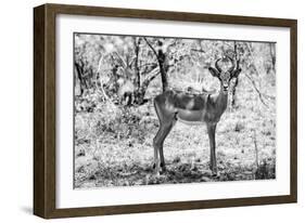 Awesome South Africa Collection B&W - Impala Antelope Portrait-Philippe Hugonnard-Framed Photographic Print