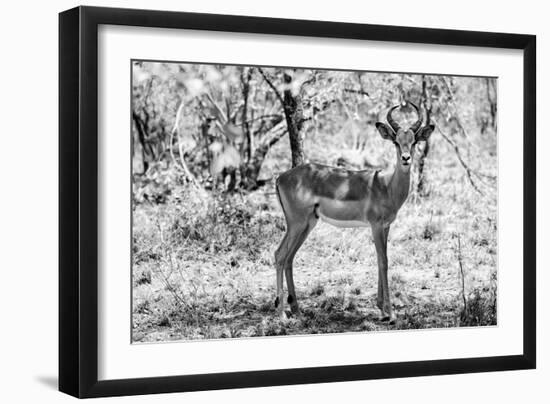 Awesome South Africa Collection B&W - Impala Antelope Portrait-Philippe Hugonnard-Framed Photographic Print