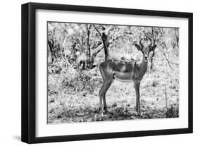 Awesome South Africa Collection B&W - Impala Antelope Portrait-Philippe Hugonnard-Framed Photographic Print