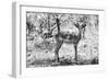 Awesome South Africa Collection B&W - Impala Antelope Portrait-Philippe Hugonnard-Framed Photographic Print